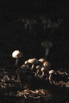 kiinteä korko asuntolaina