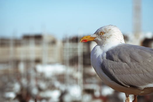 kiinteä korko asuntolaina