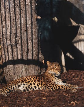 5 ilmaista pelirahaa