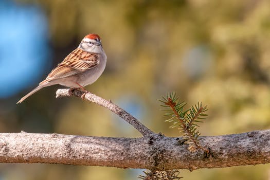 nopea lainapäätös