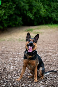 vedonlyöntibonukset ilman talletusta