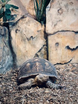 osakkaan laina osakeyhtiölle korko