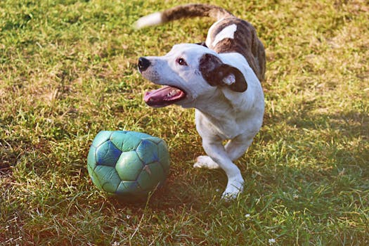 autolaina opiskelija